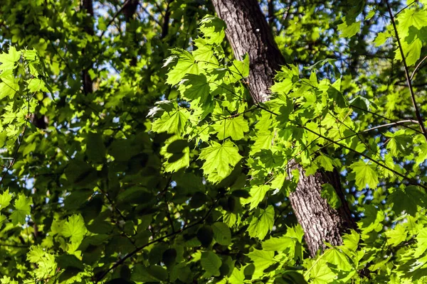 Parlak taze doğa yeşil yaprakları — Stok fotoğraf