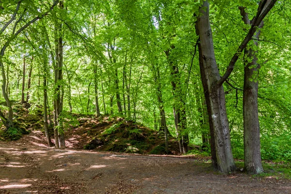 Parque florestal verde da natureza — Fotografia de Stock