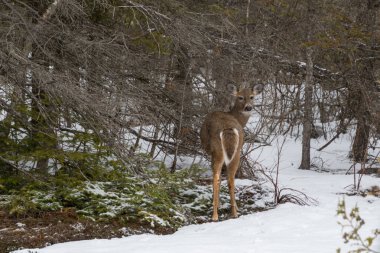 Meraklı beyaz geyik kuyruklu geyik geyiği kışın karlı havada vahşi doğada sana bakıyor.