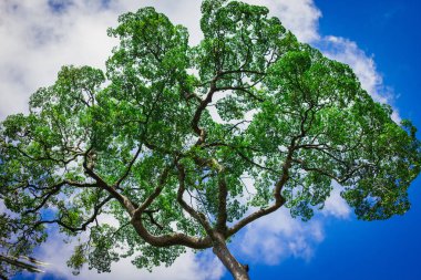 Büyük ağacın taç mavi gökyüzüne