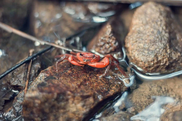 Rare freshwater red crab in river
