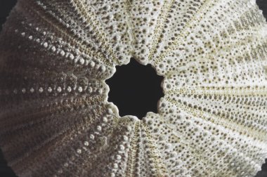 Deniz kestanesi fosil üstten görünüm makro