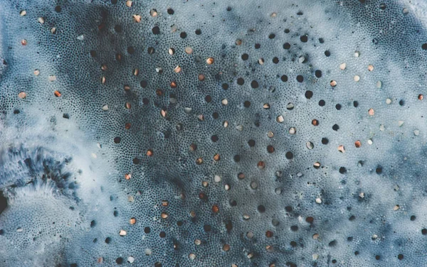 Макровид голубых кораллов — стоковое фото