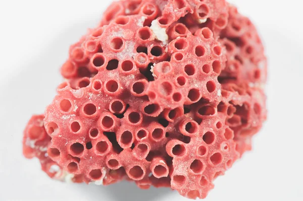 Corail rouge sur fond en bois noir — Photo