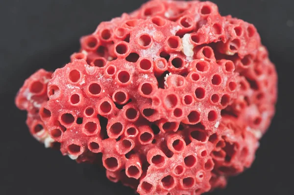 Красные кораллы на черном фоне — стоковое фото