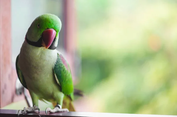 Portrait of Ringnecked Parakeet — Stock Image Portrait of Ringnecked Parakeet Stock Picture