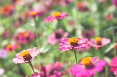 çiçek alan arka plan