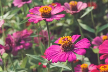 Makro görünümü arka plan bulanık, cosmos çiçek