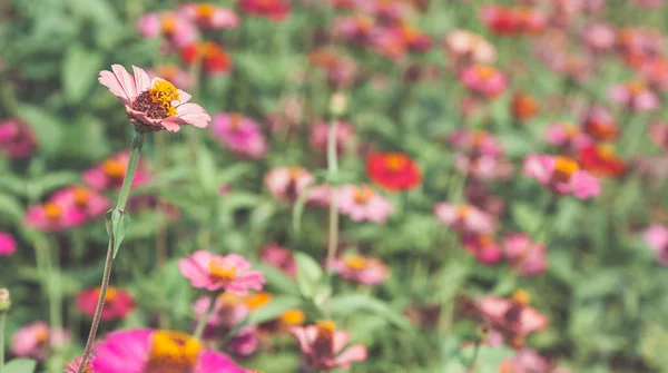 Fond de champ de fleur — Photo