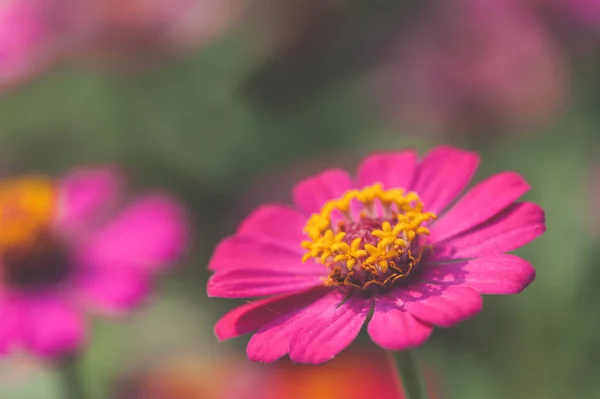 Macro vista de flor cosmos no fundo borrado — Fotografia de Stock