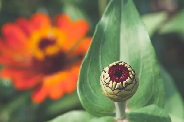 Vue macro du bourgeon floral sur fond flou — Photo