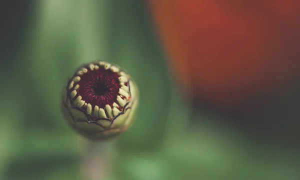 Macro vista do botão de flor no fundo borrado — Fotografia de Stock