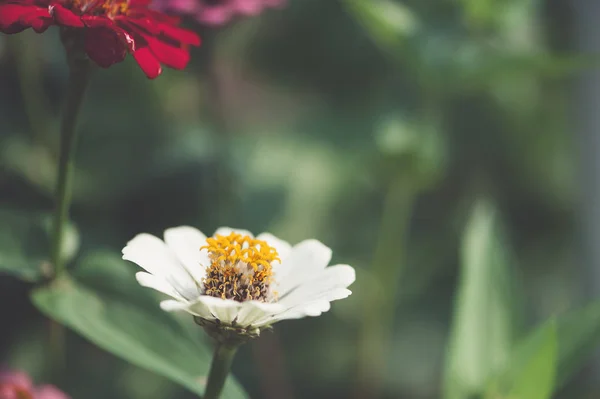 Vue macro de la fleur du cosmos sur fond flou — Photo