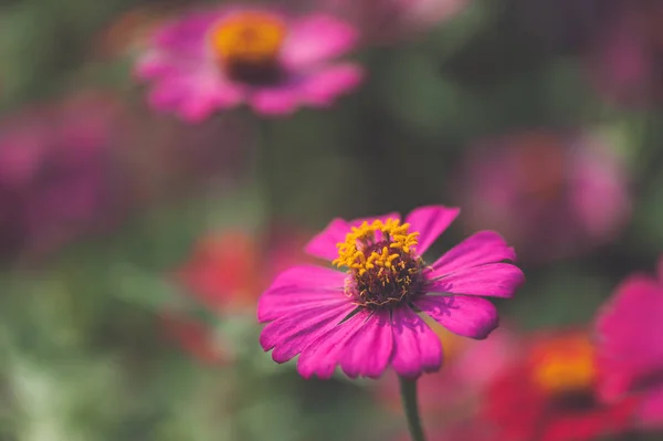 Macro vista de flor cosmos no fundo borrado — Fotografia de Stock