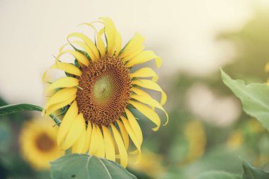 Ayçiçeği alan peyzaj