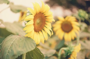 Ayçiçeği alan peyzaj