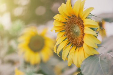 Ayçiçeği alan peyzaj