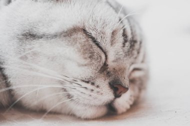 Amerikalı stenografi kedi safkan