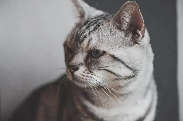 Americká krátkosrstá kočka čistokrevná — Stock fotografie
