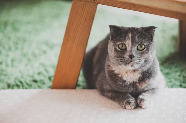 可爱的苏格兰折耳猫猫 — 图库照片