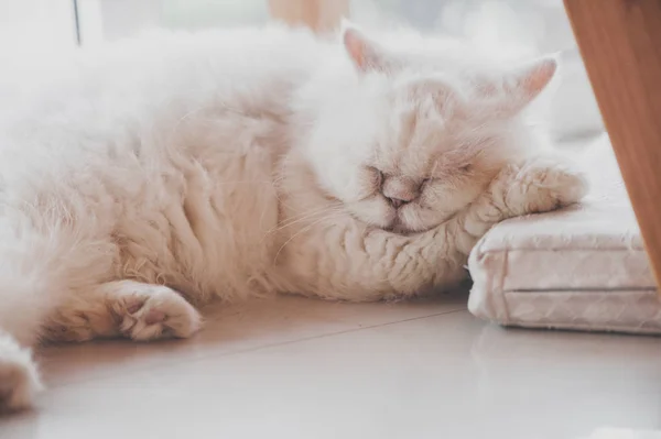 可爱波斯只猫在睡觉 — 图库照片
