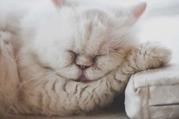 Mignon persan chat sommeil — Photo