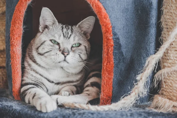 American Shorthair Cat in the cats's house — Stock Photo, Image