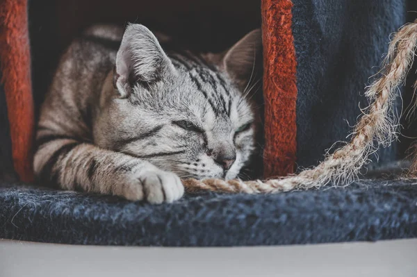 Chat américain à poil court dans la maison des chats — Photo