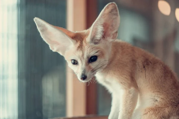 Fennec zorro, enfoque selectivo — Foto de Stock