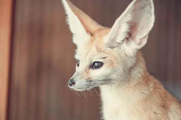 Fennec zorro, enfoque selectivo — Foto de Stock