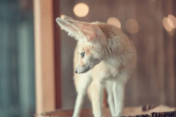 Fennec zorro, enfoque selectivo — Foto de Stock