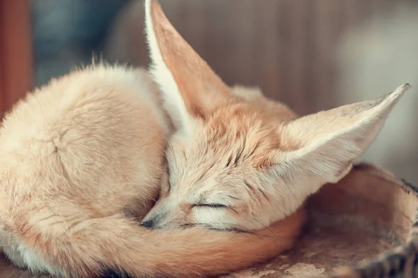 Renard fennec. focus sélectif — Photo