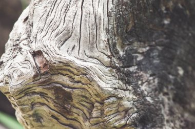 Ağaç kabuğu dokusu