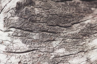 Ağaç kabuğu dokusu