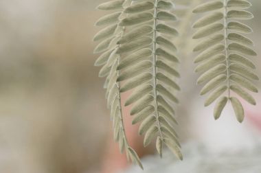 Akasya arka plan bulanık bırakır