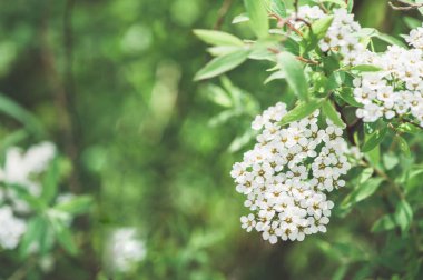 meyve ağacı çiçeği yakın çekim
