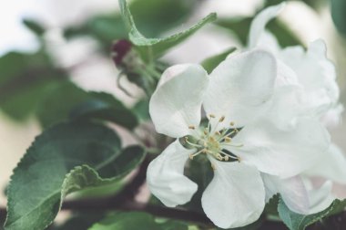 Çiçek açan güzel elma ağacı