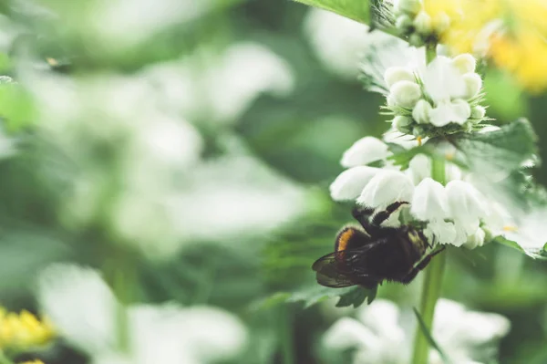 Bumblebee pollinating flowers nettle — Stock Photo, Image