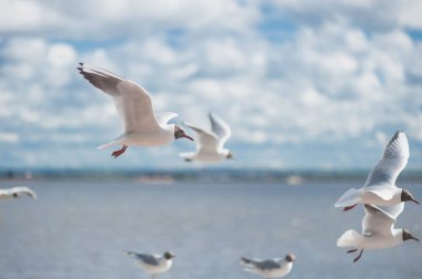 mavi bir gökyüzü karşı uçan martıları