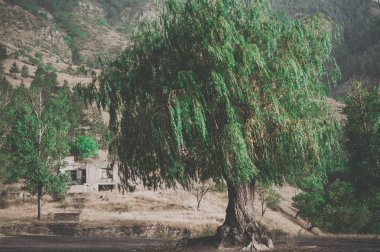 Ağlayan söğüt ağacı