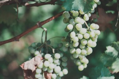 tatlı ve lezzetli beyaz üzüm demet