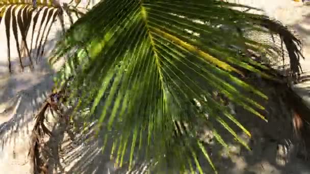 Bir Palmiye Ağacı Rüzgarda Güneşli Bir Günde Sways — Stok video