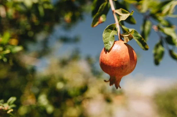 Olgun renkli nar meyve ağacı dalı.