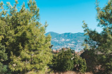 Ağaçların arasından Dağ Manzaralı