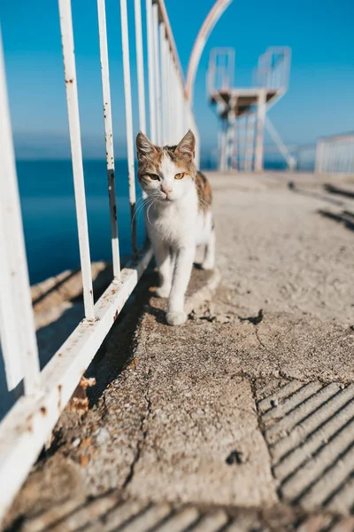 Gato en el puente en el lago Egirdir — Foto de Stock