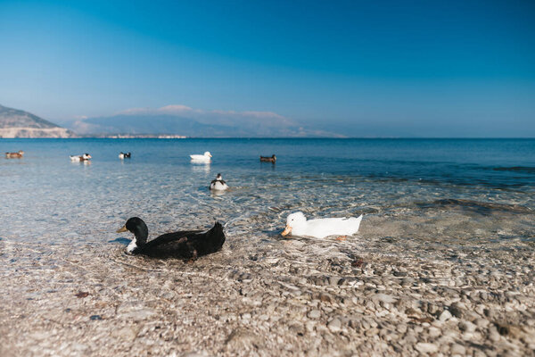Seagulls and ducks on the Egirdir lake Turkey