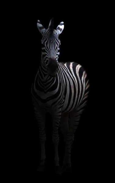 Зебра в темноте — стоковое фото