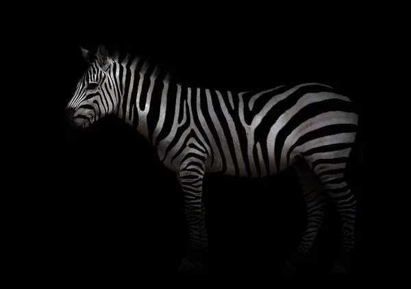 Zebra karanlıkta — Stok fotoğraf