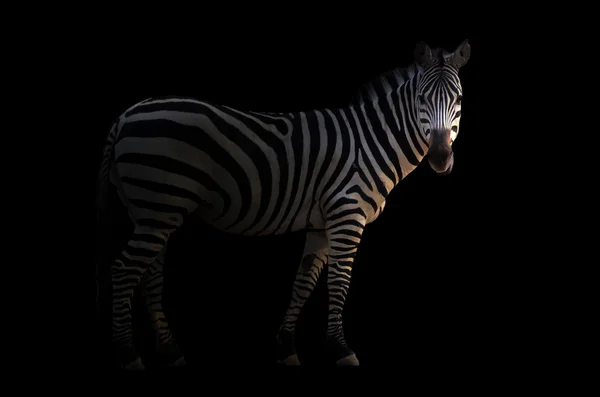 Zebra in the dark — Stock Photo, Image