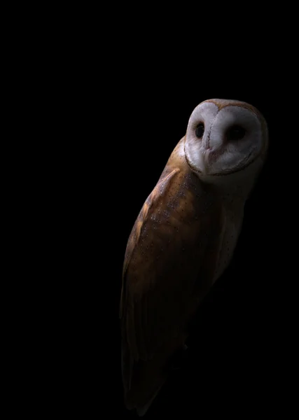 Common barn owl in the dark — Stock Photo, Image